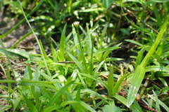 Eriocaulon truncatum