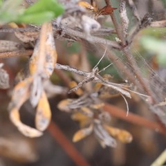Agdistis americana