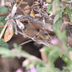 Agdistis americana
