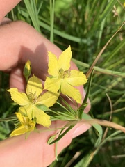 Lysimachia quadriflora