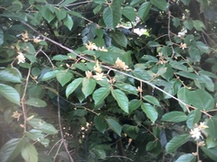 Pterospermum heterophyllum