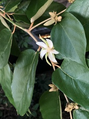 Pterospermum heterophyllum