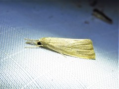 Diatraea evanescens
