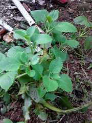 Coleus amboinicus