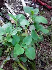 Coleus amboinicus
