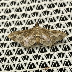 Merodictya marmorata