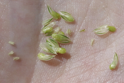 Phalaris aquatica