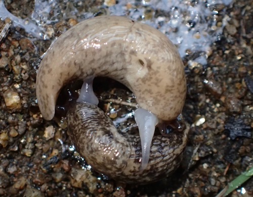 Milky Slug, photo 4 of 9
