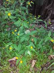 Melampodium divaricatum