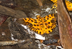 Odina decorata