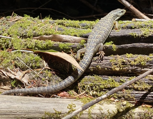 iNaturalist observation photo of Northern Alligator Lizard