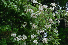 Rosa sambucina