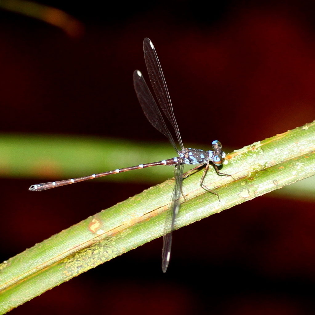 Podolestes atomarius