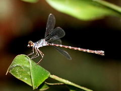 Podolestes atomarius