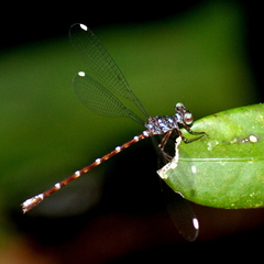 Podolestes atomarius
