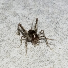 Tachycines asynamorus