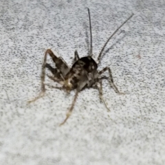 Tachycines asynamorus