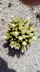 Gentianella luteoalba