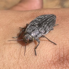 Buprestis lyrata