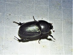 Euetheola