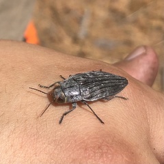 Buprestis lyrata