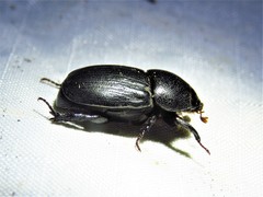 Euetheola