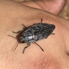 Buprestis lyrata
