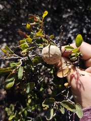 Andricus vacciniifoliae