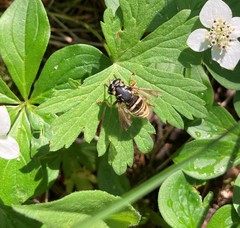 Temnostoma excentrica