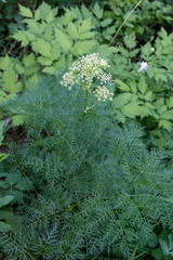 Ligusticum filicinum