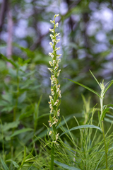 Platanthera dilatata