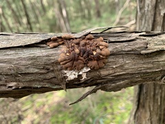 Hypocreopsis amplectens