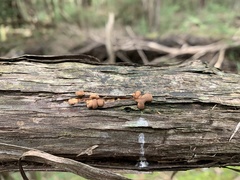 Hypocreopsis amplectens