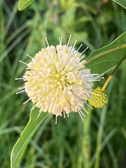 Cephalanthus occidentalis