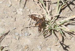 Poecilanthrax arethusa