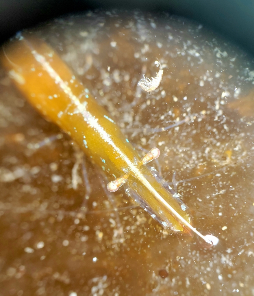 kelp humpback shrimp