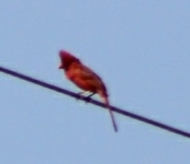 Cardinalis cardinalis