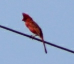 Cardinalis cardinalis