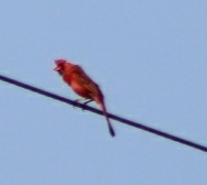 Cardinalis cardinalis