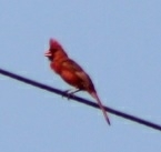 Cardinalis cardinalis