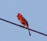 Cardinalis cardinalis