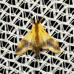 Tetracona pictalis