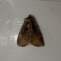 Lepidoptera