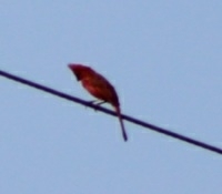 Cardinalis cardinalis