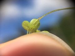 Lemnoideae