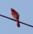 Cardinalis cardinalis