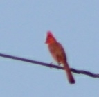 Cardinalis cardinalis