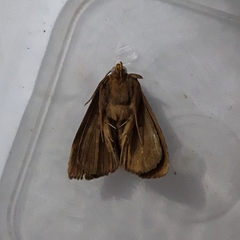 Lepidoptera