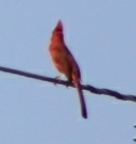 Cardinalis cardinalis
