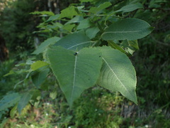 Salix silesiaca